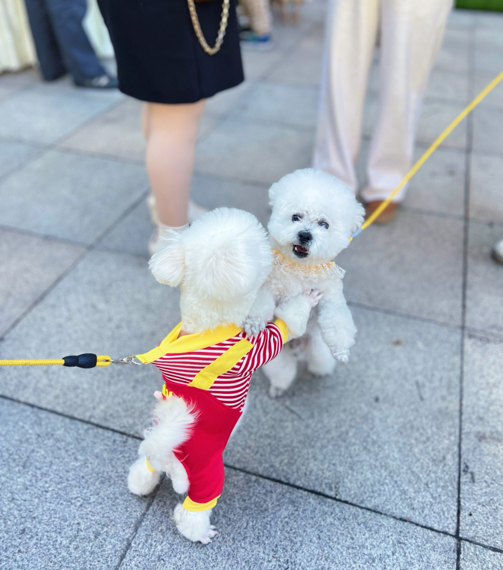 ��ҳ|�ڲ��������רҵ�������Ϊ��!